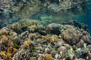 Naklejka na ściany i meble A wide variety of corals thrive in shallow water in Raja Ampat, Indonesia. This magnificent region harbors spectacular marine biodiversity and is a popular destination for divers and snorkelers.