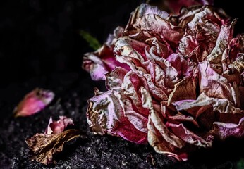 Faded rose on dark background 