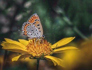 butterfly on yellow flower 