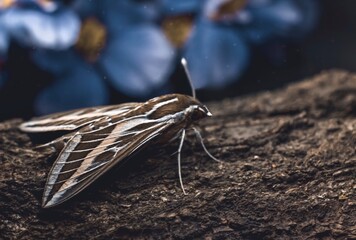 Night moth on tree bark