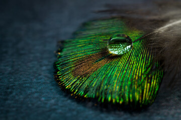 close up of a peacock feather with water drop