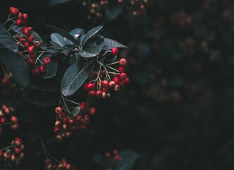 Bush with red berries