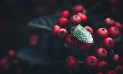 Green bug on red berries