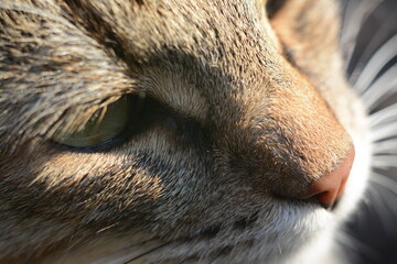 Profile of a gray cat close up. Macro