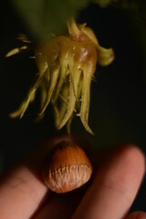 Wild hazelnut in the palm. Hazelnut tree in the evening