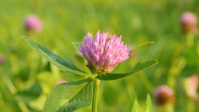 Clover flower in a Sunny meadow. Macro
