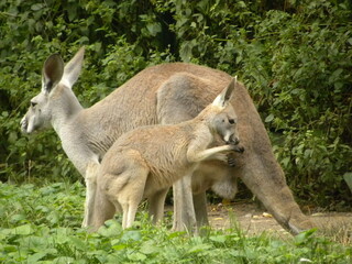 rodzina kangurów - obrazy, fototapety, plakaty