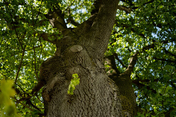 Baum von unten fotografiert