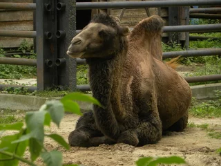 Foto op Plexiglas odpoczywający wielbłąd © Arewik