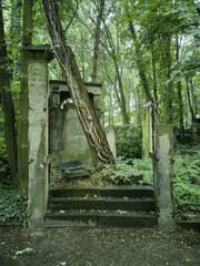 a gravestone with stairs and a fallen tree ivy foliage and fern on the ground