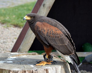 Wüstenbussard