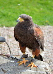 Wüstenbussard