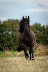 Schwarzes Pony galoppiert auf der Wiese