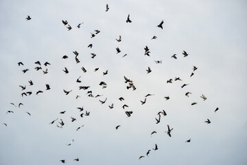 flock of  many doves in the sky, large, different position of the wings                                                             