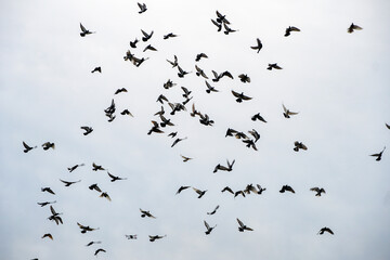 a huge flock of doves in the sky, a bird's murmur. gray cloudy cloudy sky in autumn
