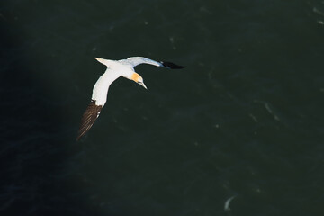 Flying gannet over the sea 