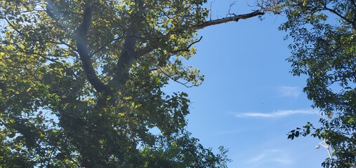 trees and sky