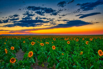 Fototapeta na wymiar Colorado Sunflowers