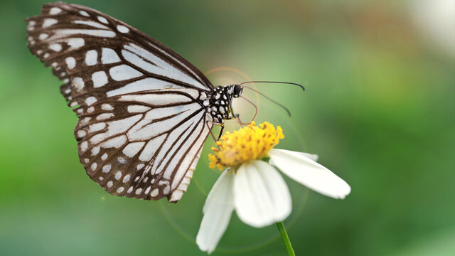 macro photo of black and white butterfly with wide wings looking for pollen on a daisy flower, elegant and fragile insect in a tropical botanical garden near Chiang Mai, Thailand