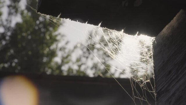 Close up of spider web moving with the wind