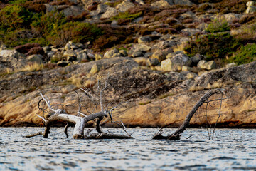 Uschnięty konar drzewa na środku zatoki nad norweskim fiordem. © Dreamnordno