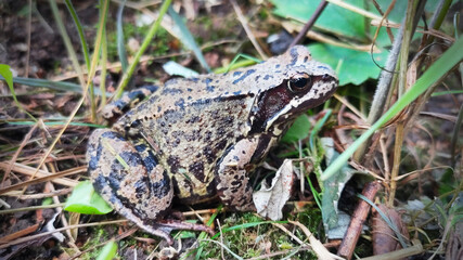 Frog in the grass. Close-up photo of a frog in the autumn forest