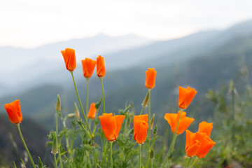 Wild California Poppies on Gray BackGround in Ojai, California
