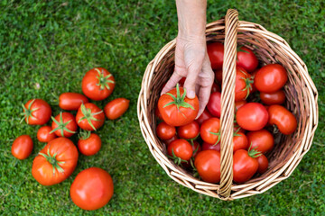 Top view of woman farmers hands holding harvested ripe tomatoes, basket with freshly picked tomatoes on green grass