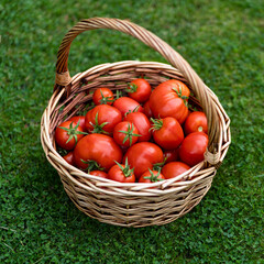 Basket full of red freshly picked tomatoes standing on green grass. Gardening and agriculture.