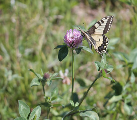 Ein Schwalbenschwanz der auf einem wilden Klee sitzt.