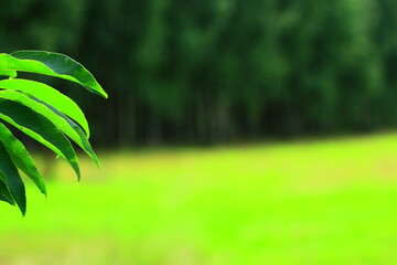 Obraz na płótnie Canvas Zielone liście na tle trawy i starego lasu