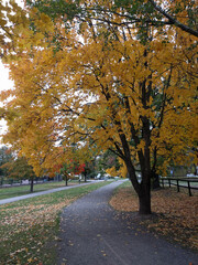 The view of winding footpath in a park in autumn, Stockholm, Sweden.