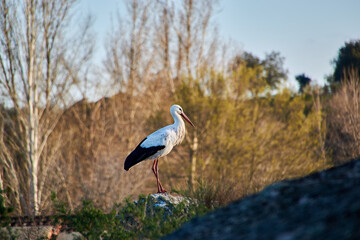 stork stands on a rock / cigüena 