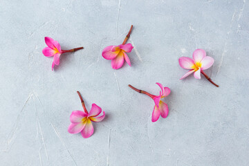 Pink plumeria flowers flat lay on grey concrete background.