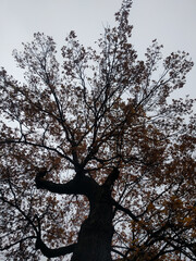 Tree trunk with yellow leaves with a gray sky on background.