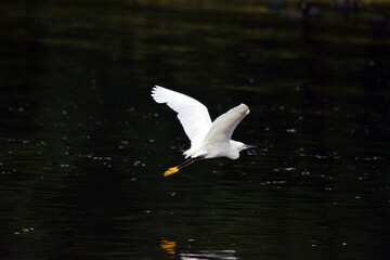 seagull on the water