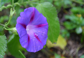 violet flower in the garden