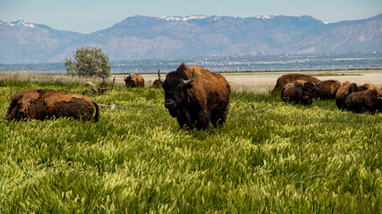 bison grazing