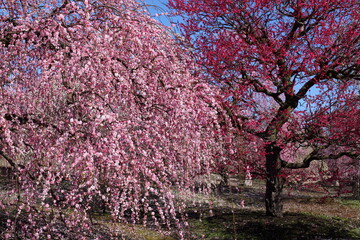 枝垂れ梅の咲く風景