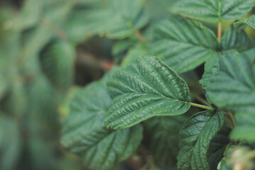 Organic strawberry and raspberry blooming in garden