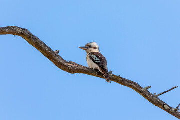 An Australian Kookaburra sitting on a branch in a tree