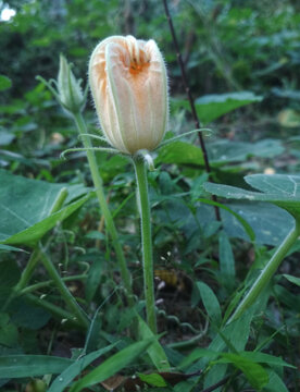 pumpkin flower in the garden