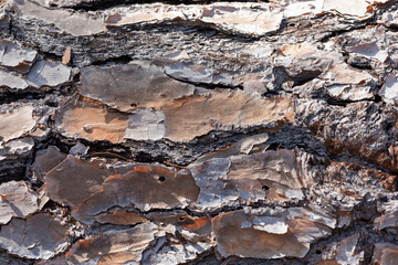 Close up of bark on an old fallen tree