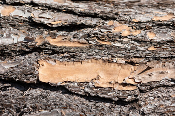 Close up of bark on an old fallen tree