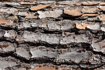 Close up of bark on an old fallen tree