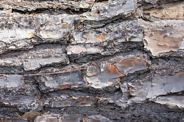 Obraz premium Close up of bark on an old fallen tree
