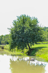 tree on the riverbank 