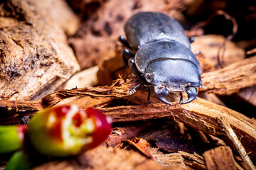 stag beetle on wood searching food