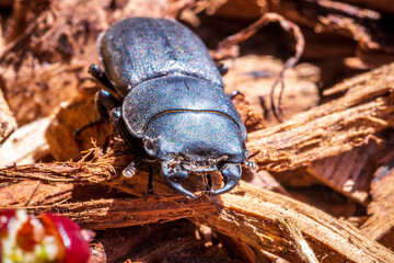stag beetle on wood searching food