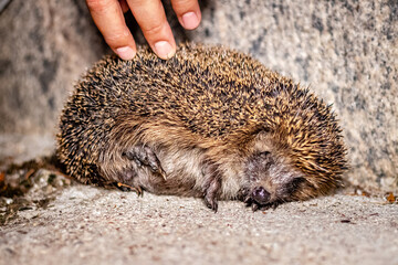 hedgehog outside at night on concrete floor